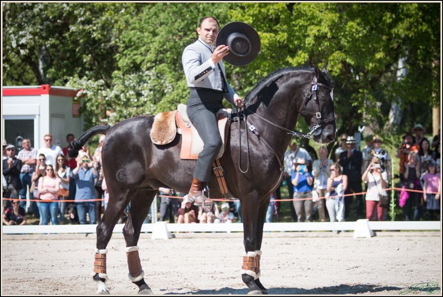 Pferd International 199